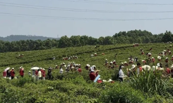 关于踏春寻茶！武汉一学校把课堂搬进茶田的相关内容