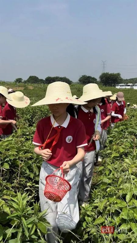 关于踏春寻茶！武汉一学校把课堂搬进茶田的相关内容(1)