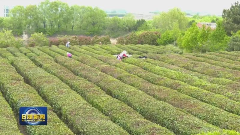 关于茶产业铺就致富路 的相关内容(1)