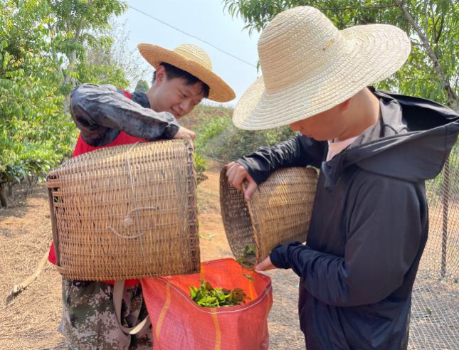 关于景洪市景讷乡：春茶山上“志愿红”的最新消息(5)