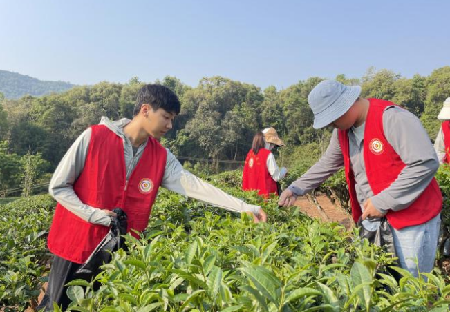 关于景洪市景讷乡：春茶山上“志愿红”的最新消息(2)