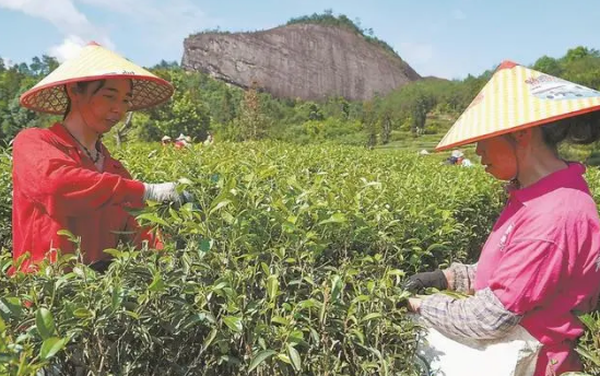 有关于武夷山：茶农上山采茶的相关信息