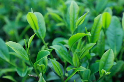 有关于松溪九龙大白茶品鉴会 茶香润心 茶韵悠然的消息(4)