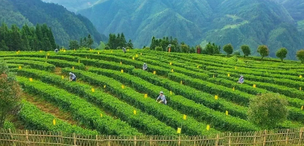 关于新化红茶有“新范”的内容