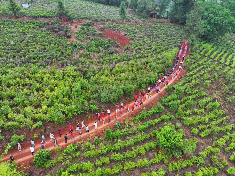 关于茶王节  勐宋乡举行第五届“万人茶山行”活动的内容(1)