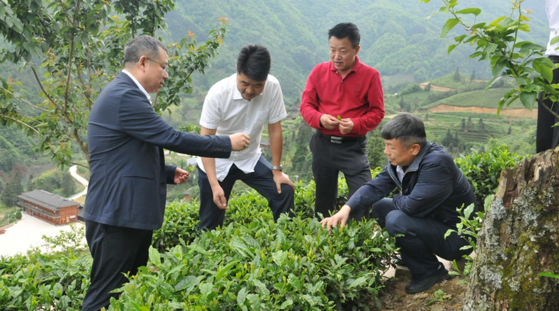 关于黔东南州人大常委会主任汤越强赴雷山县调研中药材和茶产业发展工作的新闻(1)