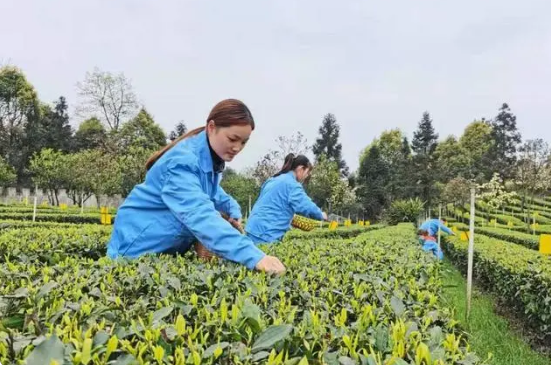 有关于以“新”赋能 宜宾茶产业绽“新”芽的内容(1)