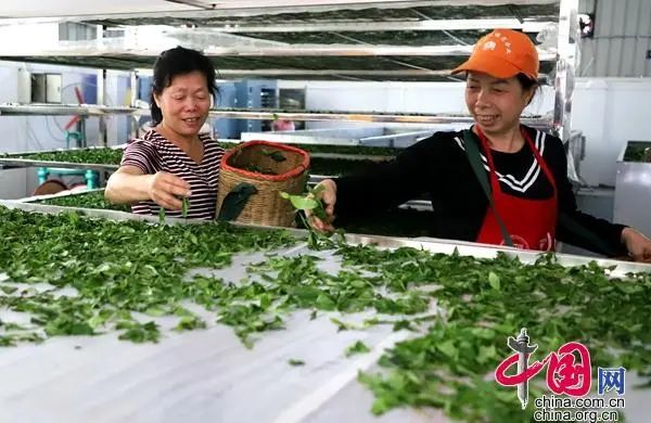 有关于广西灵川县 机械化制茶 促进茶产业增效茶农增收的资讯