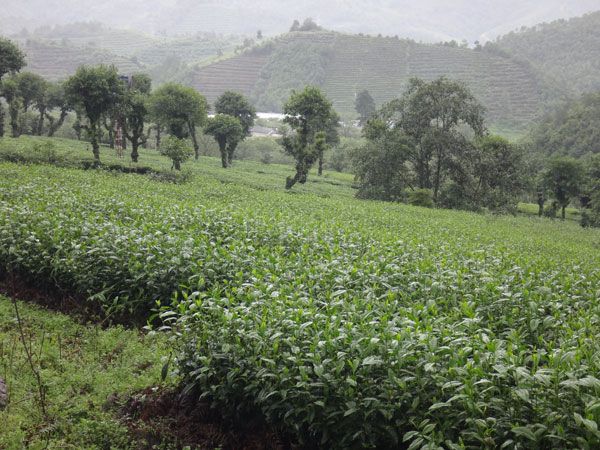 有关于云南茶树育种跑出“加速度”，发掘出优异种质资源，推进育繁推步伐的最新消息(5)