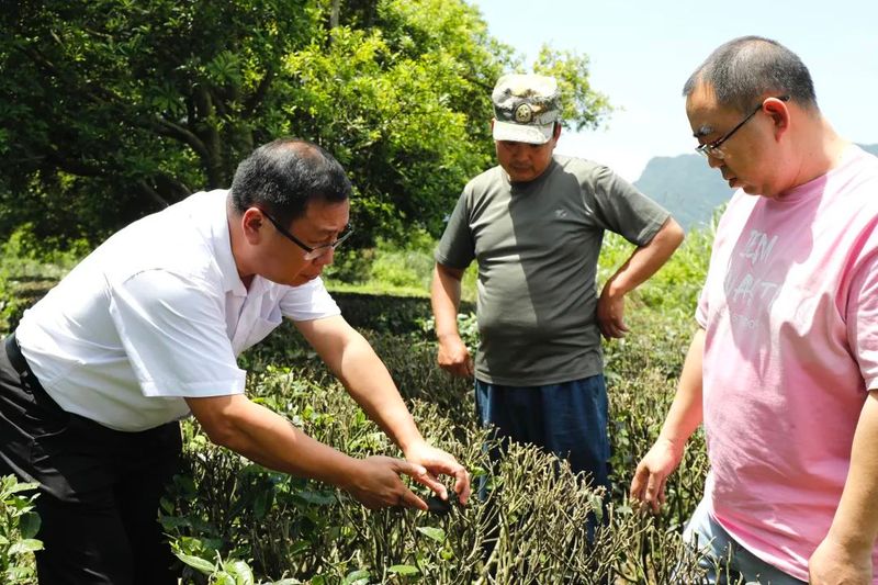 有关于张家界市永定区：科特派来支招 助力茶产业发展的内容