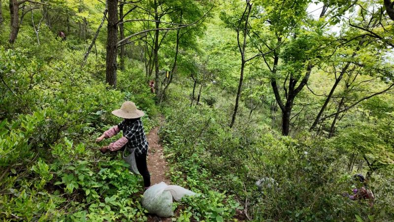 关于祁门县采摘高山野茶 增加茶农收入的最新消息