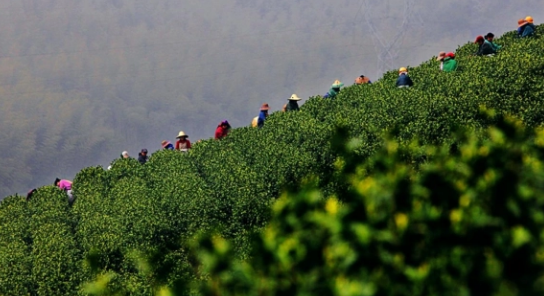 关于常州溧阳：“小茶叶”成就“大产业”，以茶赋能经济高质量发展的消息(2)