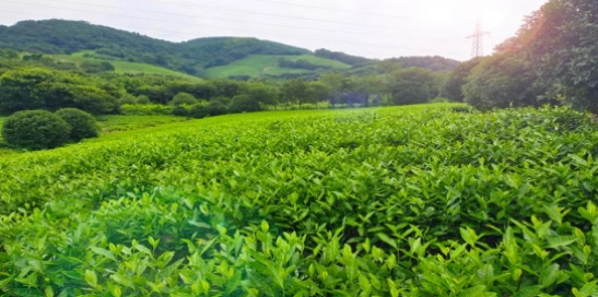 关于常州溧阳：“小茶叶”成就“大产业”，以茶赋能经济高质量发展的消息