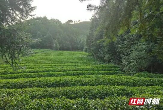 有关于莲塘茶韵：品味瑶王贡，茶香越千年的新闻(1)