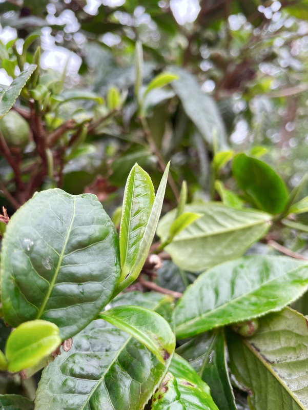 关于古茶树联盟专家走进元江县那诺乡，携手茶农共绘茶叶种质资源保护与发展新篇章的消息(9)