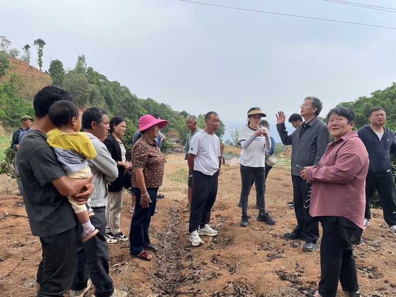 关于古茶树联盟专家走进元江县那诺乡，携手茶农共绘茶叶种质资源保护与发展新篇章的消息(3)