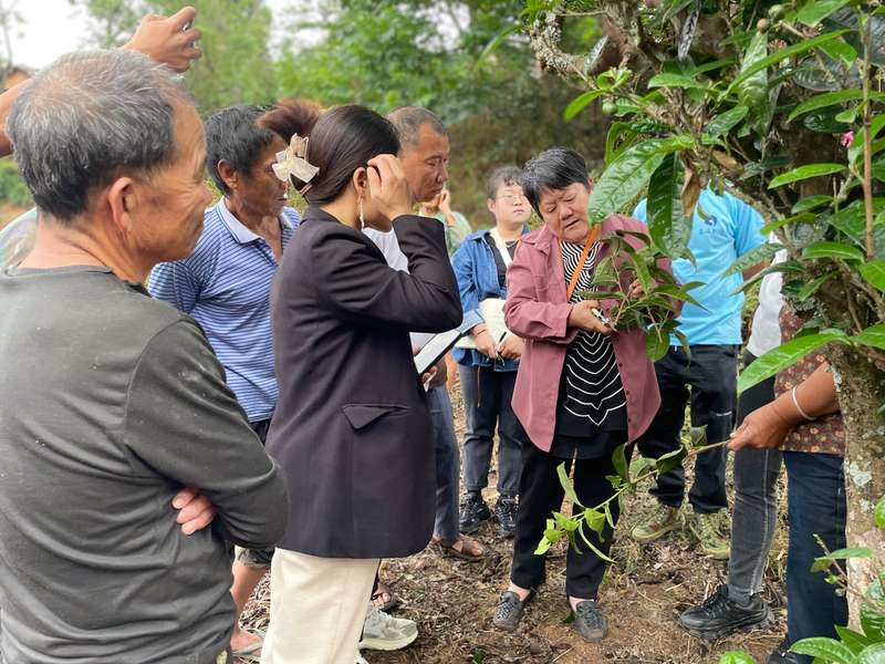 关于古茶树联盟专家走进元江县那诺乡，携手茶农共绘茶叶种质资源保护与发展新篇章的消息(6)