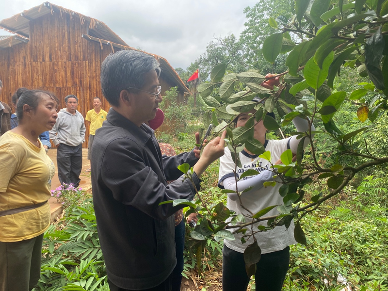 关于古茶树联盟专家走进元江县那诺乡，携手茶农共绘茶叶种质资源保护与发展新篇章的消息(7)