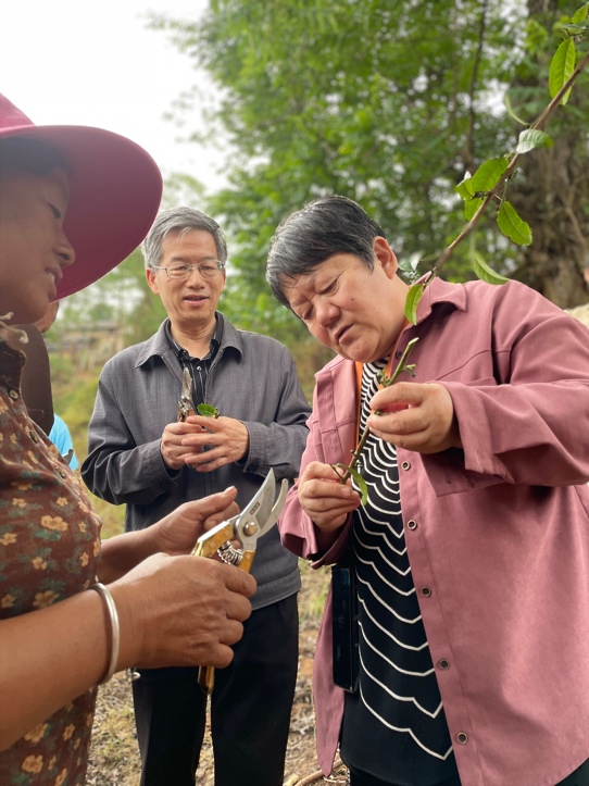 关于古茶树联盟专家走进元江县那诺乡，携手茶农共绘茶叶种质资源保护与发展新篇章的消息(4)