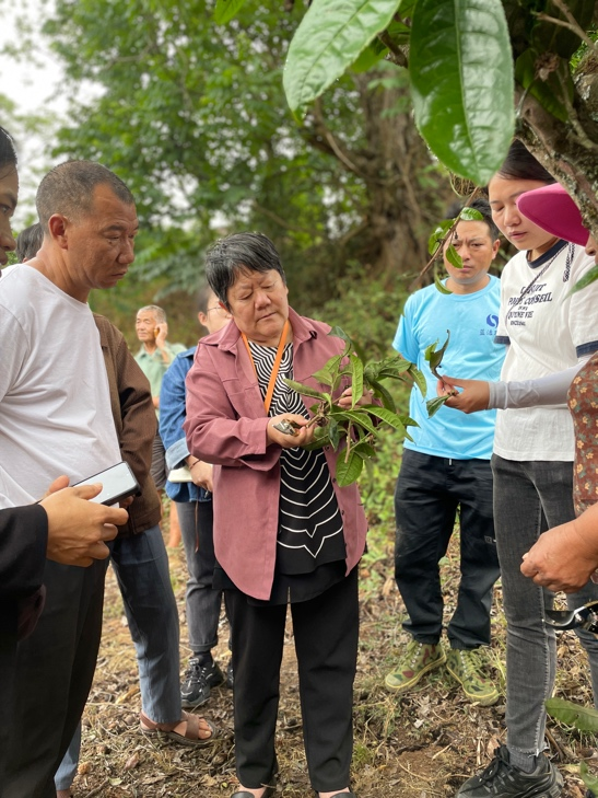 关于古茶树联盟专家走进元江县那诺乡，携手茶农共绘茶叶种质资源保护与发展新篇章的消息(5)