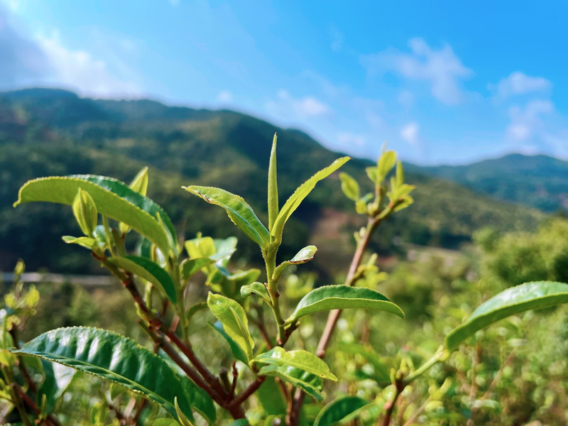 关于古茶树联盟专家走进元江县那诺乡，携手茶农共绘茶叶种质资源保护与发展新篇章的消息(1)