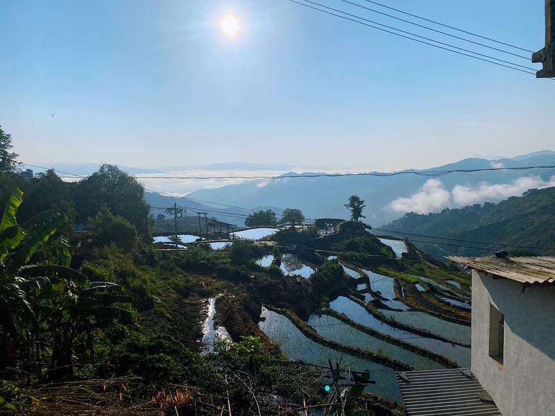 关于古茶树联盟专家走进元江县那诺乡，携手茶农共绘茶叶种质资源保护与发展新篇章的消息