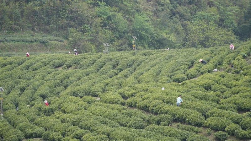 关于青杠坡镇：春耕备耕与采茶忙 共绘乡村振兴新篇章的信息