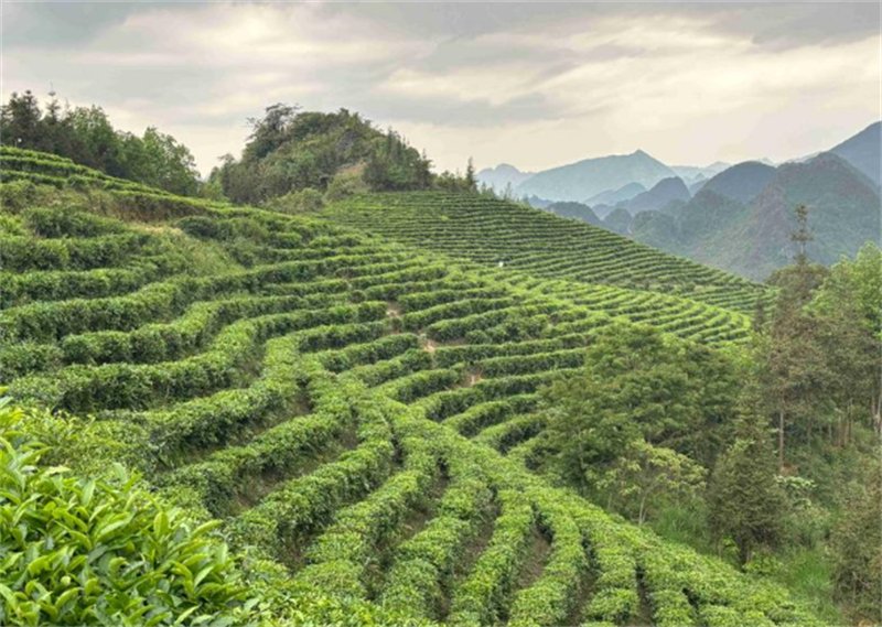 关于第二届“老山国际春茶节”麻栗坡系列活动启动的信息(6)