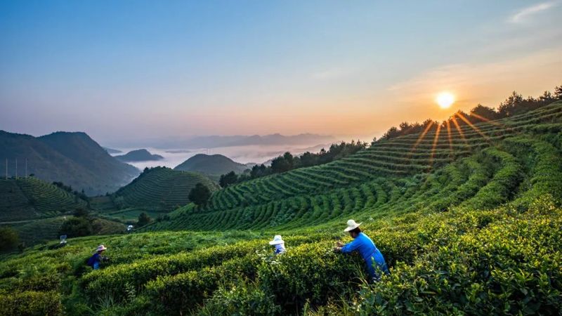 关于“云上丹寨·云硒茶杯”制茶大赛即将开赛！ 来丹寨，手工制茶论英雄的资讯(1)