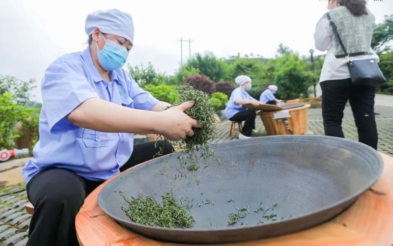 关于“云上丹寨·云硒茶杯”制茶大赛即将开赛！ 来丹寨，手工制茶论英雄的资讯(2)