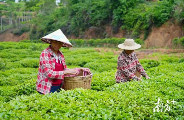 关于潮南红场镇茶产业如何循“新”而进？这场交流会碰撞思想火花的相关内容(2)