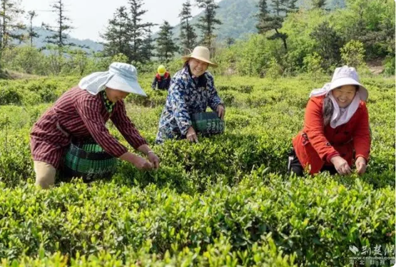 关于红安老君眉茶香飘武汉，全县茶叶种植面积达7万亩的最新消息(7)