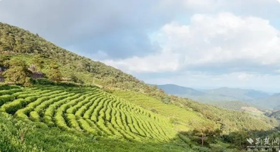 关于红安老君眉茶香飘武汉，全县茶叶种植面积达7万亩的最新消息(6)