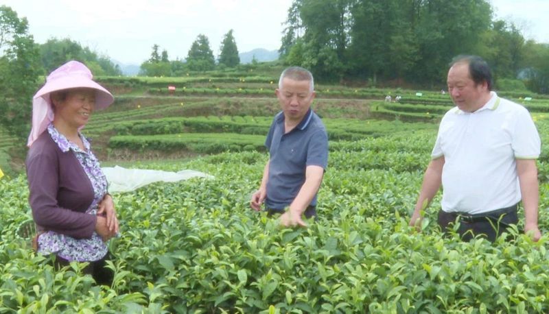 关于高县：生态低碳茶园建设推动茶业提质增效的新闻(2)