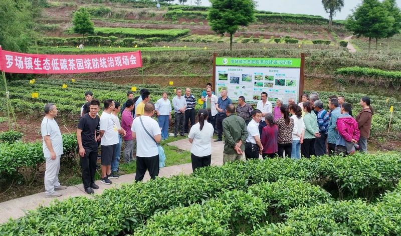 关于高县：生态低碳茶园建设推动茶业提质增效的新闻