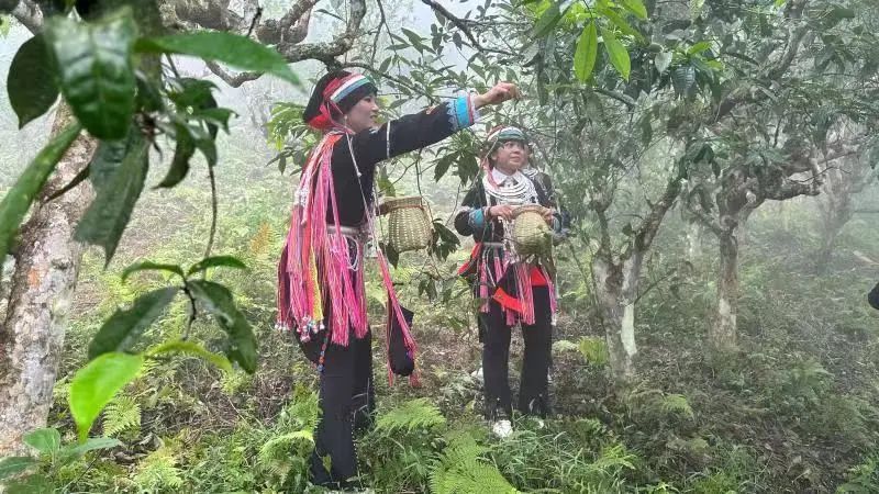 有关于“老山国际春茶节”来宾“三寻”瑶乡的资讯(1)