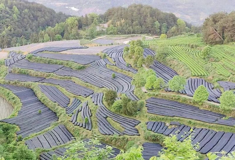 有关于思南县：技术指导到田间 助力茶叶增产增效的资讯