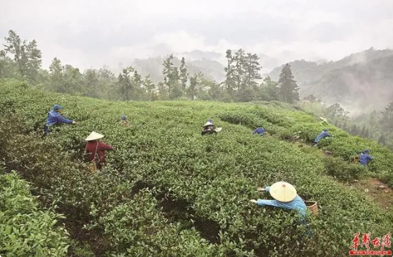 有关于资兴市 昔日矿山变茶山的资讯