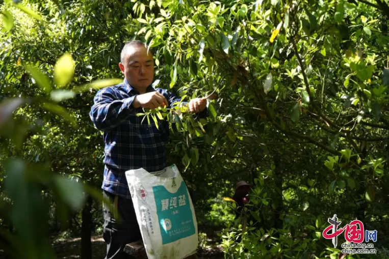 有关于乐山市金口河区：深山觅茶香的相关内容