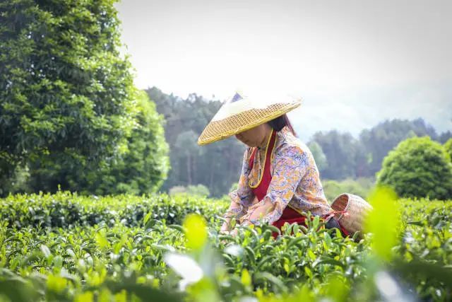 关于珠遵共建“全国新茶饮供应链中心”，遵义新茶饮之路越走越宽的信息(4)