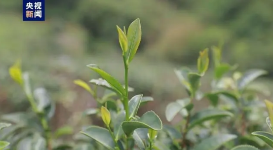 关于海南大叶茶被证实为山茶属新物种的相关内容