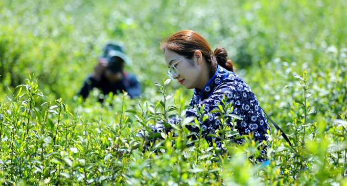 有关于安徽和县：以茶为“媒” 点叶成“金”的新闻