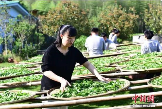 有关于以茶香为引 探寻非遗里的“中国茶文化”的资讯(1)