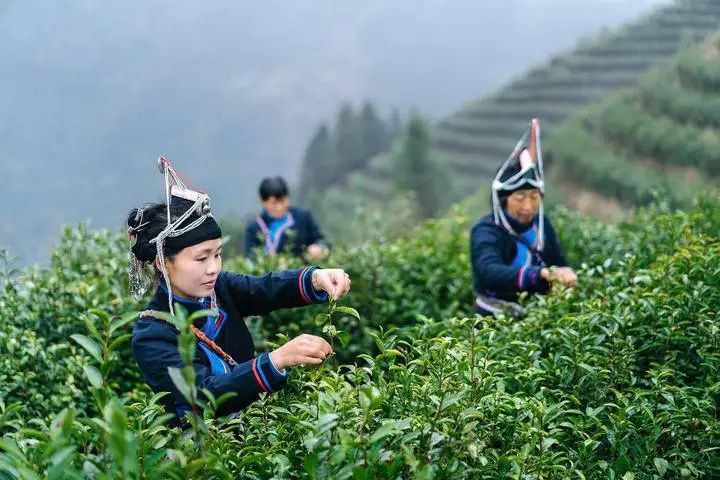 关于盛会迎宾朋，惠明茶香飘往杭城的相关内容(8)