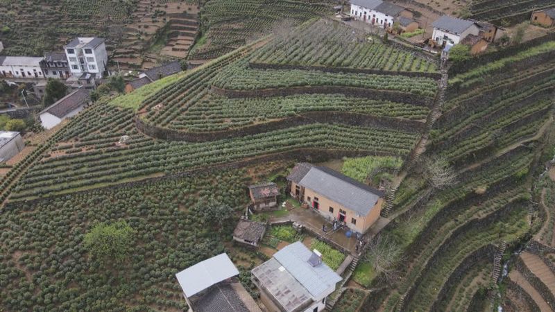 关于茶生梯地：人文景观背后的生态智慧的信息(1)