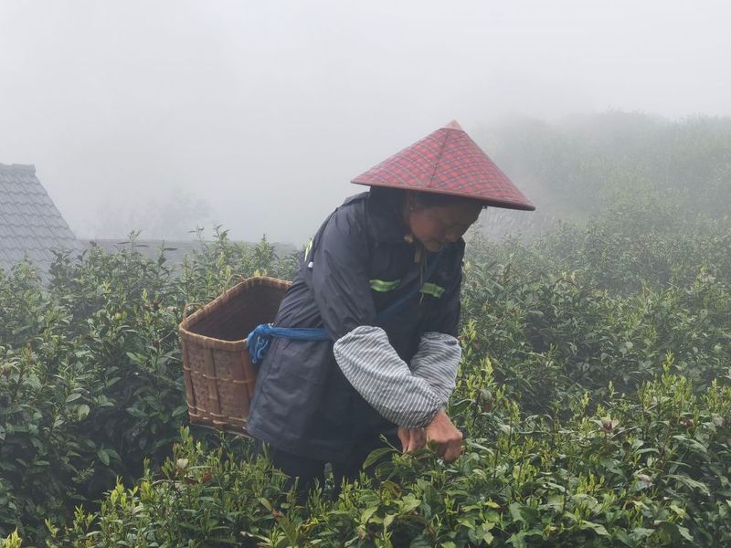 关于茶生梯地：人文景观背后的生态智慧的信息