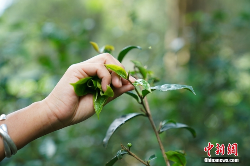 有关于云茶之“风” 敬世界一杯云南茶的最新消息(4)