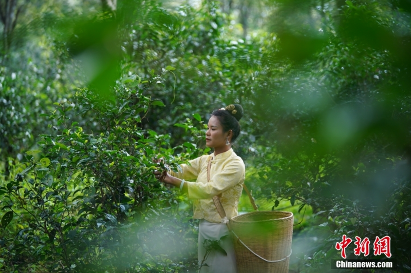 有关于云茶之“风” 敬世界一杯云南茶的最新消息(2)