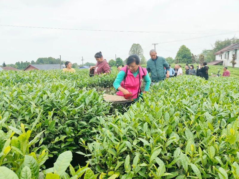 关于“小茶叶”蝶变“大茶业” 金秋湖镇推动茶产业高质量发展的最新消息