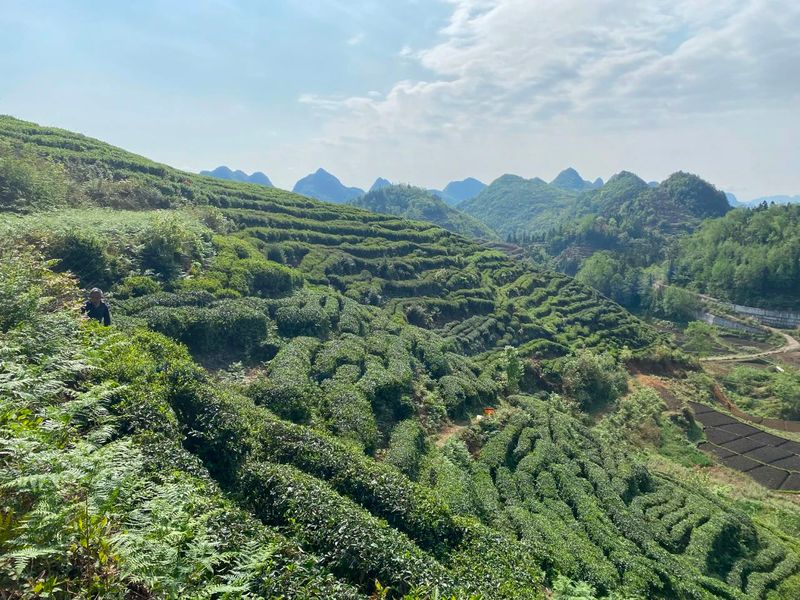 有关于花都—关岭携手打造茶产业“金名片”的新闻(1)